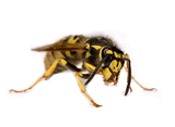 Wasps